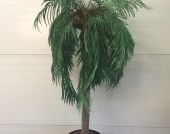 Palmboom huren Palmboom huren